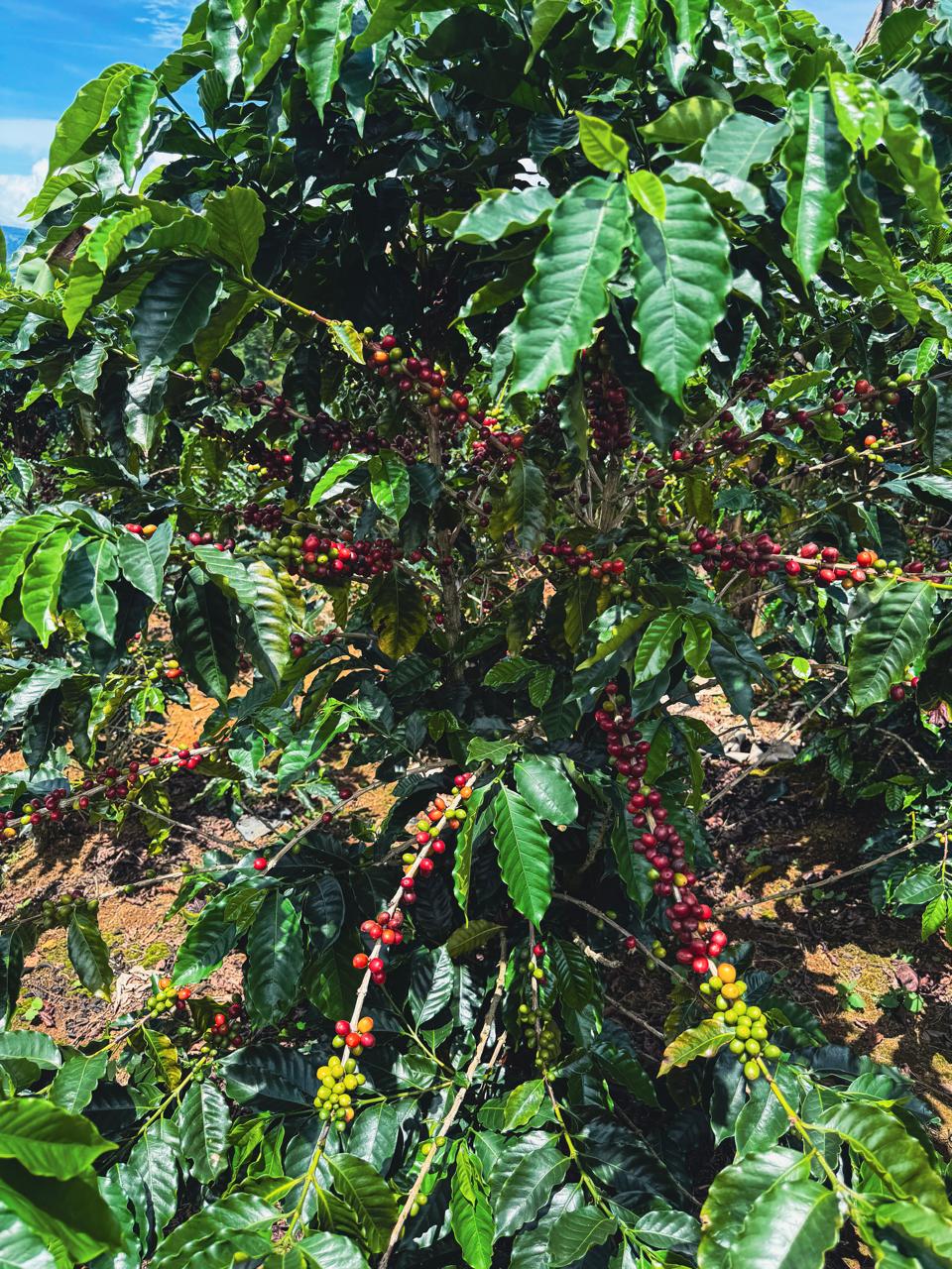 Tarrazú Coffee